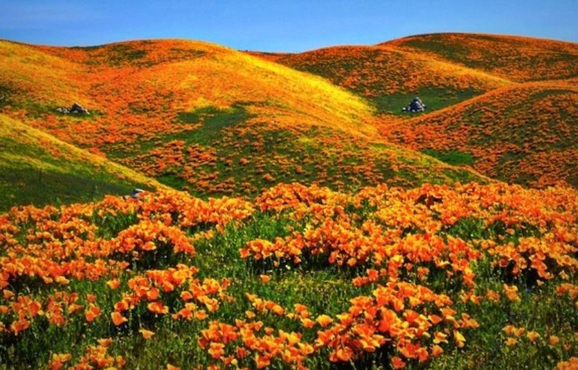 Đồi hoa Poppy tại California