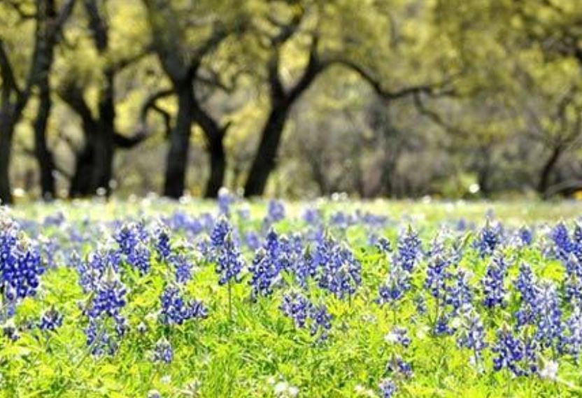 Hoa mũ len - biểu tượng của tiểu bang Texas