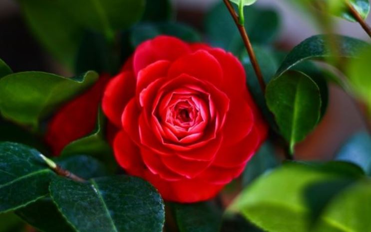Hoa hồng đỏ - Quốc hoa biểu tượng nước Mỹ